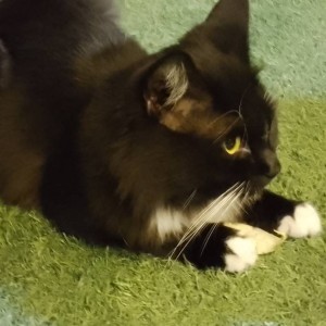 臭猫也是猫的钢琴谱