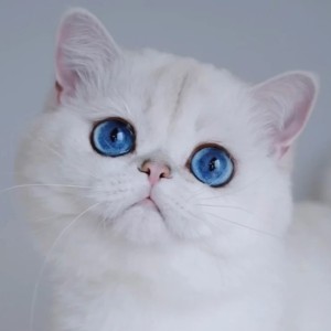 猫鸭军的钢琴谱