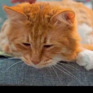 136****9983的钢琴谱