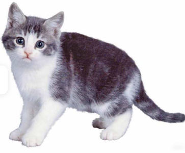 小猫做坏事的钢琴谱