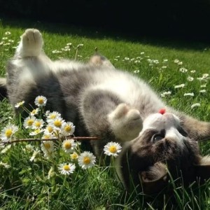 超级水手的钢琴谱