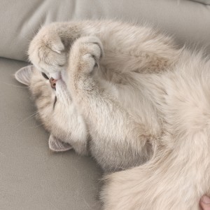 131****6117的钢琴谱