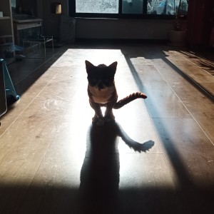 哈基米的钢琴谱