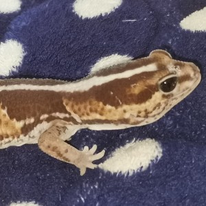 有替身的小守宫草莓软糖🦎的个人空间