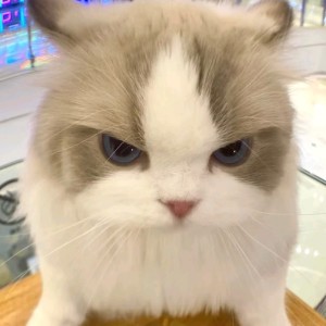 呼呼呼的钢琴谱