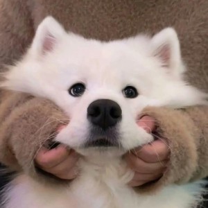 His Theme的演奏视频