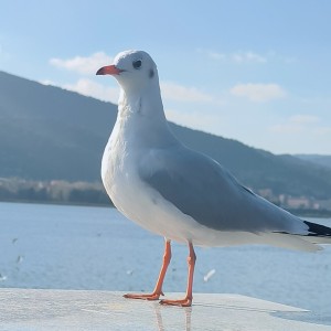 我想你应该是被我电到了(真心)的钢琴谱