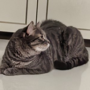 相信T氏的钢琴谱