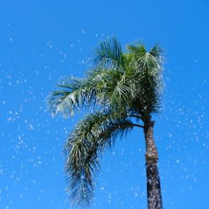 卡布叻·小信的钢琴谱