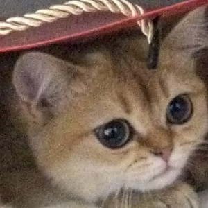 茸球❀的个人空间