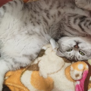 Vincent.的钢琴谱