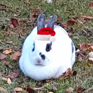 一只豬妞的鋼琴譜