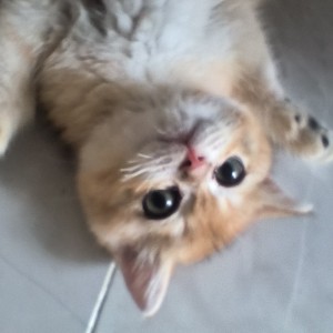 难释怀所爱^的钢琴谱