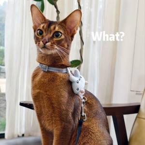 阿莫西林喵的钢琴谱