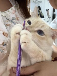 哈巴涅拉的演奏视频
