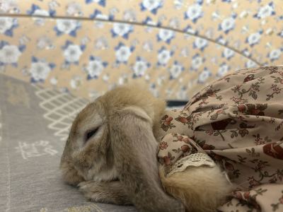 小米粉的钢琴谱