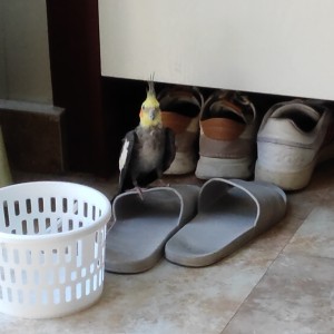 181****4889的钢琴谱