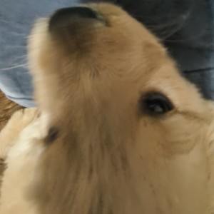 139****6152的钢琴谱