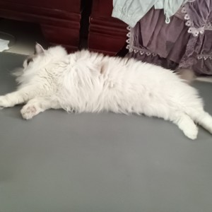 重生之老师不让我看小说的钢琴谱