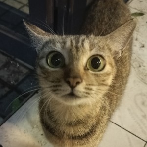 朝阳下的钢琴谱