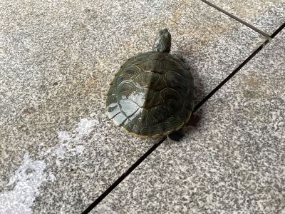 慢吞吞的小乌龟的个人空间