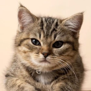 可爱的小猫咪^O^的钢琴谱