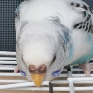 蓝鸡的个人空间