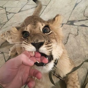 茶少不爱喝茶♂的钢琴谱