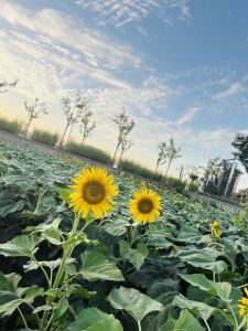 187****8051的钢琴谱