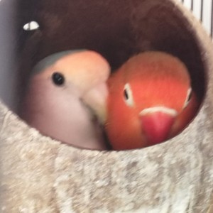 梦中的婚礼的演奏视频