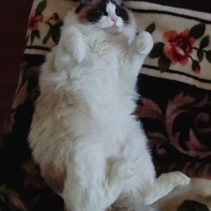 暗影刺客的演奏视频