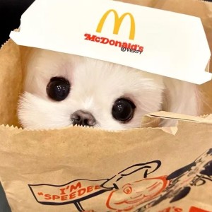 19kaamos的钢琴谱