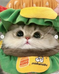 一只汉堡猫的钢琴谱