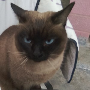 爱听音乐的崽崽zai的钢琴谱