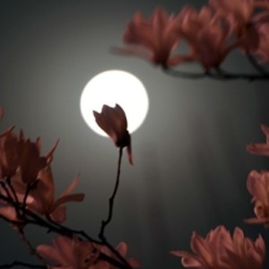 moonlight的个人空间