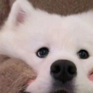 雾榆.鸢婉的钢琴谱