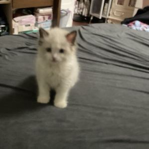 DaifukuαndBreel的钢琴谱