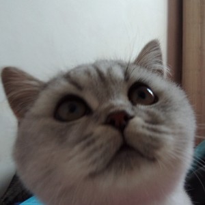 YSY