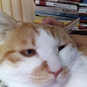 爱你小猫（已去喵星）的钢琴谱