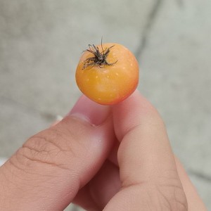 葡萄狼的钢琴谱