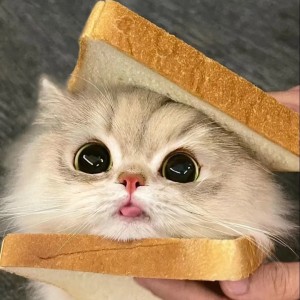 ʚ蜜糖ɞ的钢琴谱