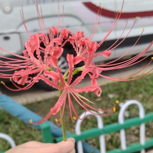 诺克给我99_凌箐的钢琴谱