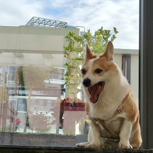 昵彰的钢琴谱