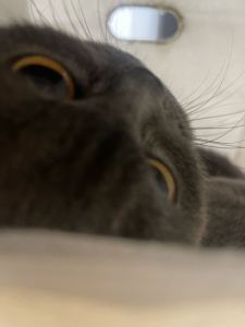 Kenneth🦋的钢琴谱