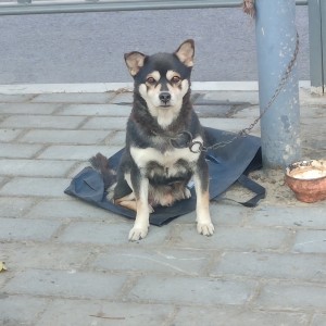 189****3974的钢琴谱