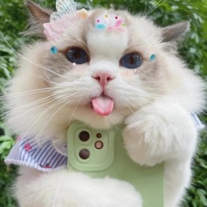 伊布呀🐾梦的钢琴谱