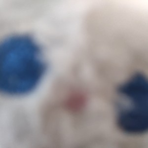 米琦)#鹿，猫武推火星的钢琴谱