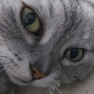 虎妞绝育了的钢琴谱