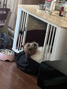 火羽白的钢琴谱