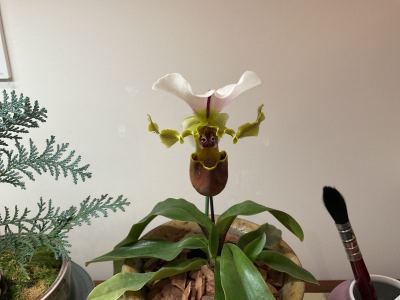 白旗兰的钢琴谱